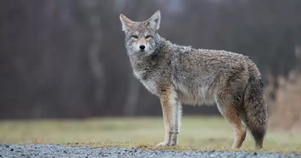coyote alert