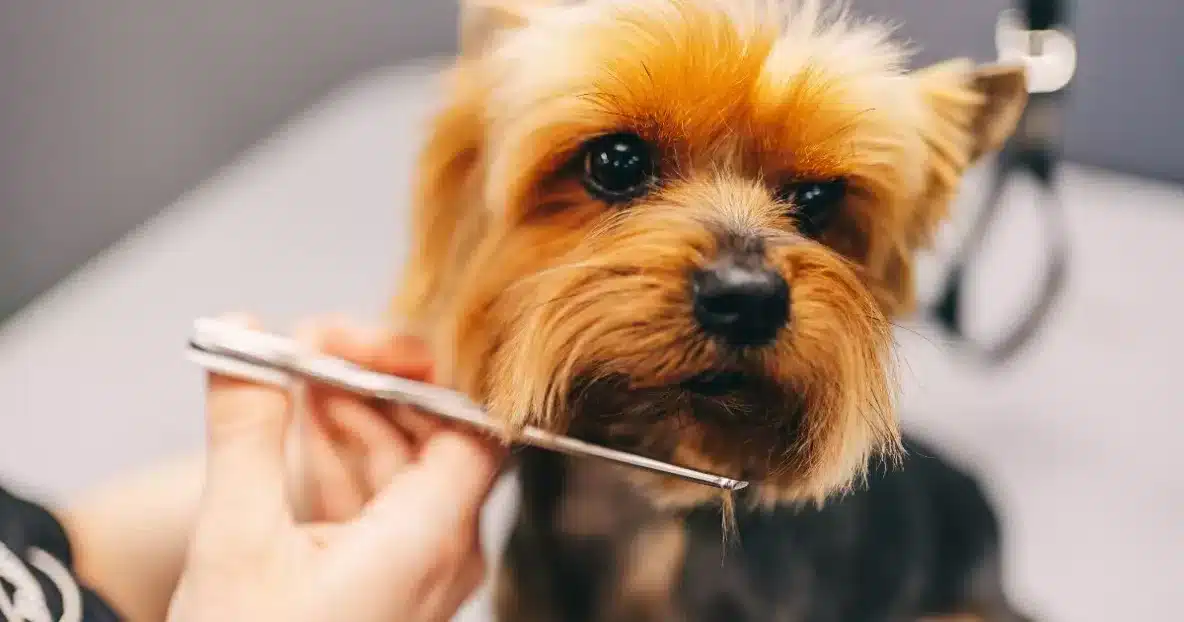 dog groomer Calgary downtown