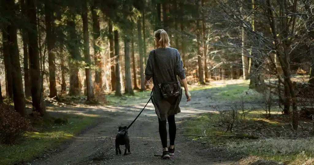 dog walks in the woods