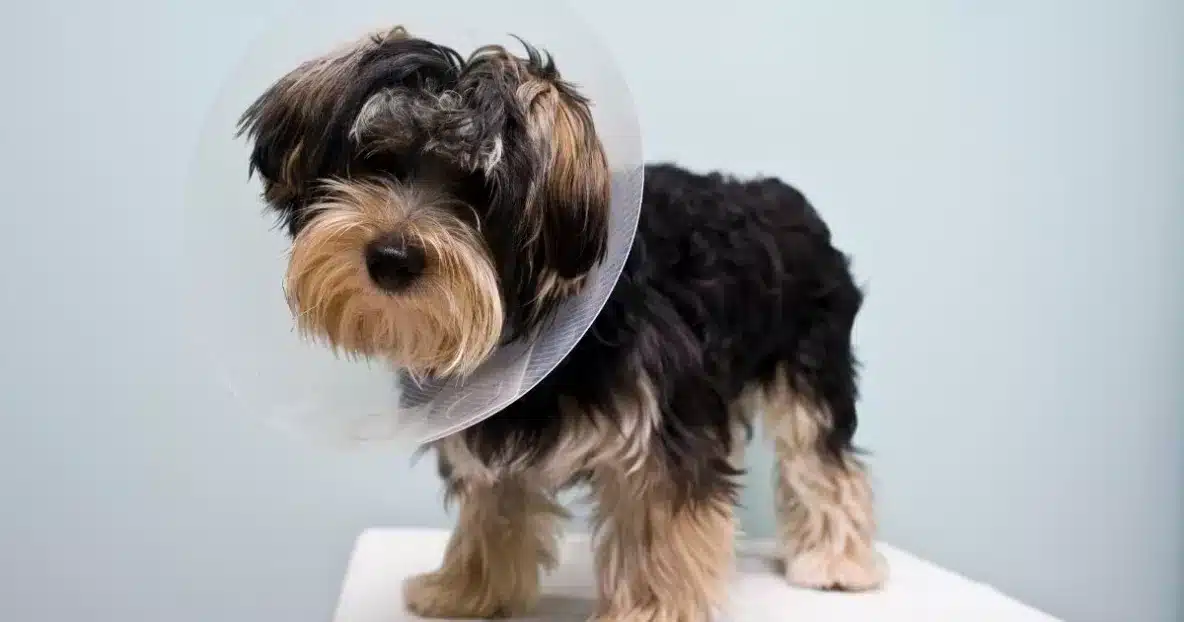 puppy surgery