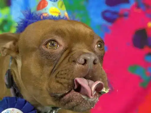 Hugo - June 2024 Dog Of The Month 4 Image