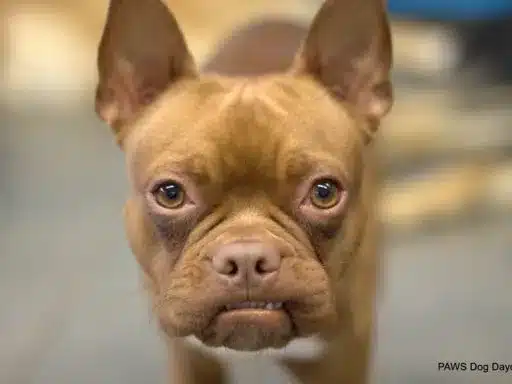Hugo - June 2024 Dog Of The Month 3 Image