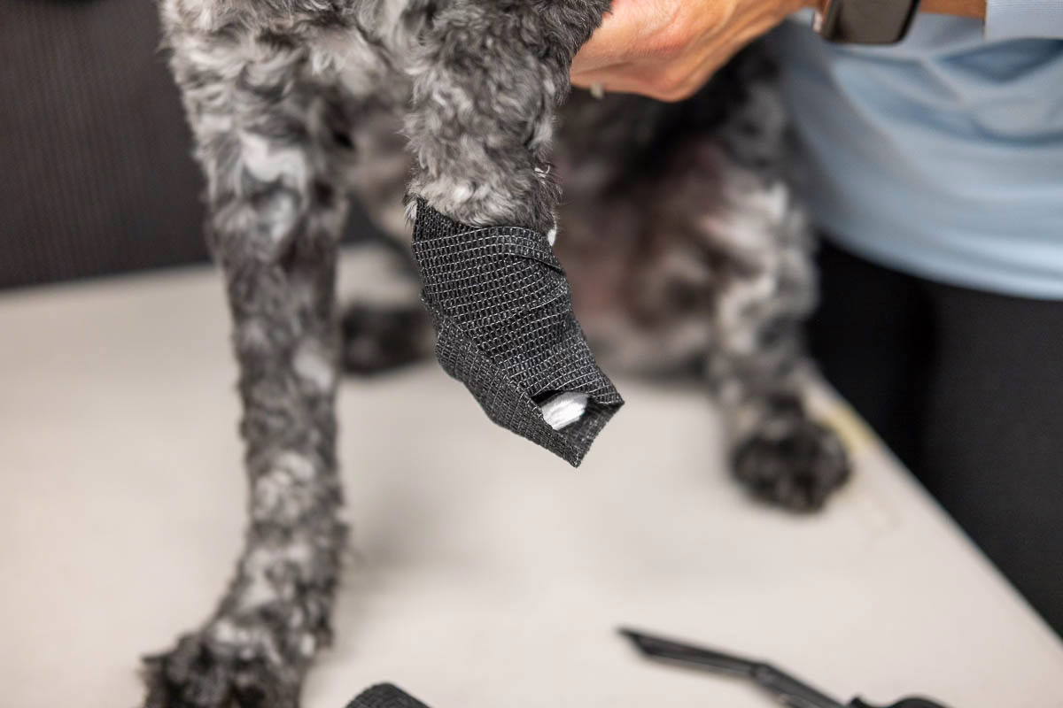 In-Person Pet First Aid Course 3 In-Person Pet First Aid Course - Image 3