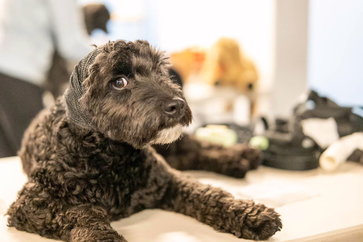 In-Person Pet First Aid Course 6 In-Person Pet First Aid Course - Image 6