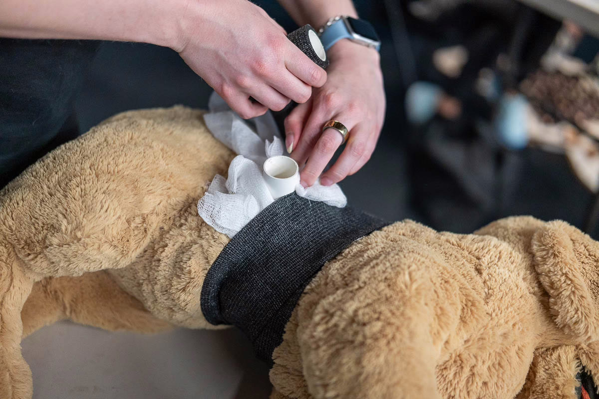 In-Person Pet First Aid Course 2 In-Person Pet First Aid Course - Image 2