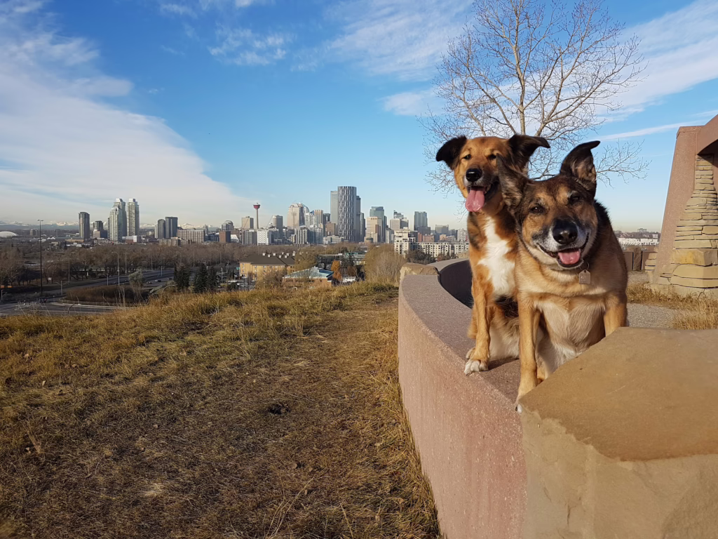 Calgary Pet Friendly Guide 1 Calgary Pet Friendly Guide