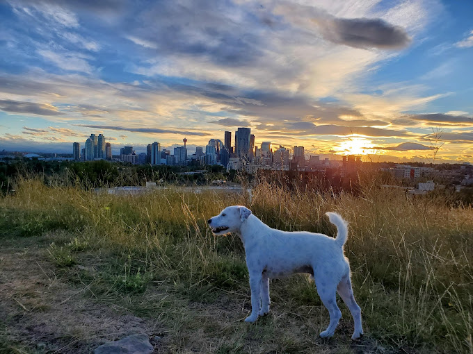 Calgary Pet Friendly Guide 13 Google Maps