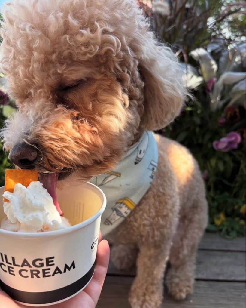 Calgary Pet Friendly Guide 11 IG: @villageicecream